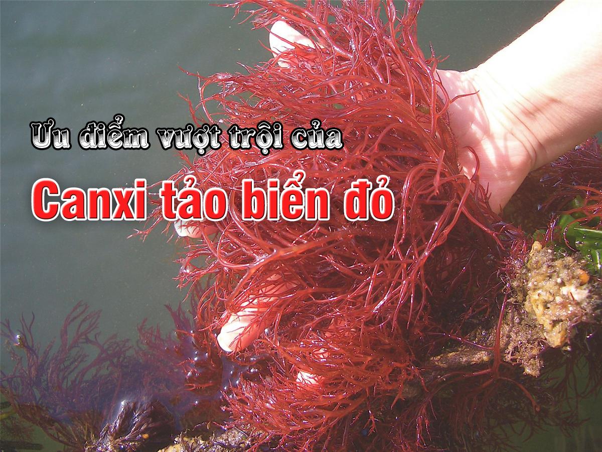 ưu điểm vượt trội của canxi tảo biển đỏ