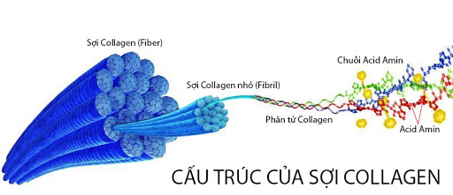 Cấu trúc của sợi Collagen