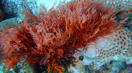 canxi từ tảo biển đỏ