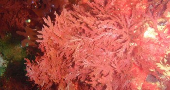 canxi chiết xuất từ tảo biển đỏ