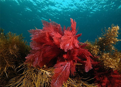 canxi từ tảo biển đỏ